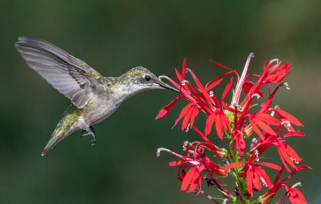 Plants for Birds