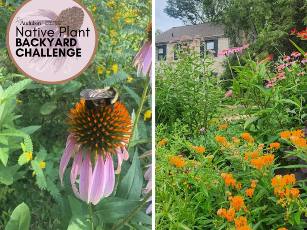 Native Plant Backyard Challenge Continues to Grow in Ohio