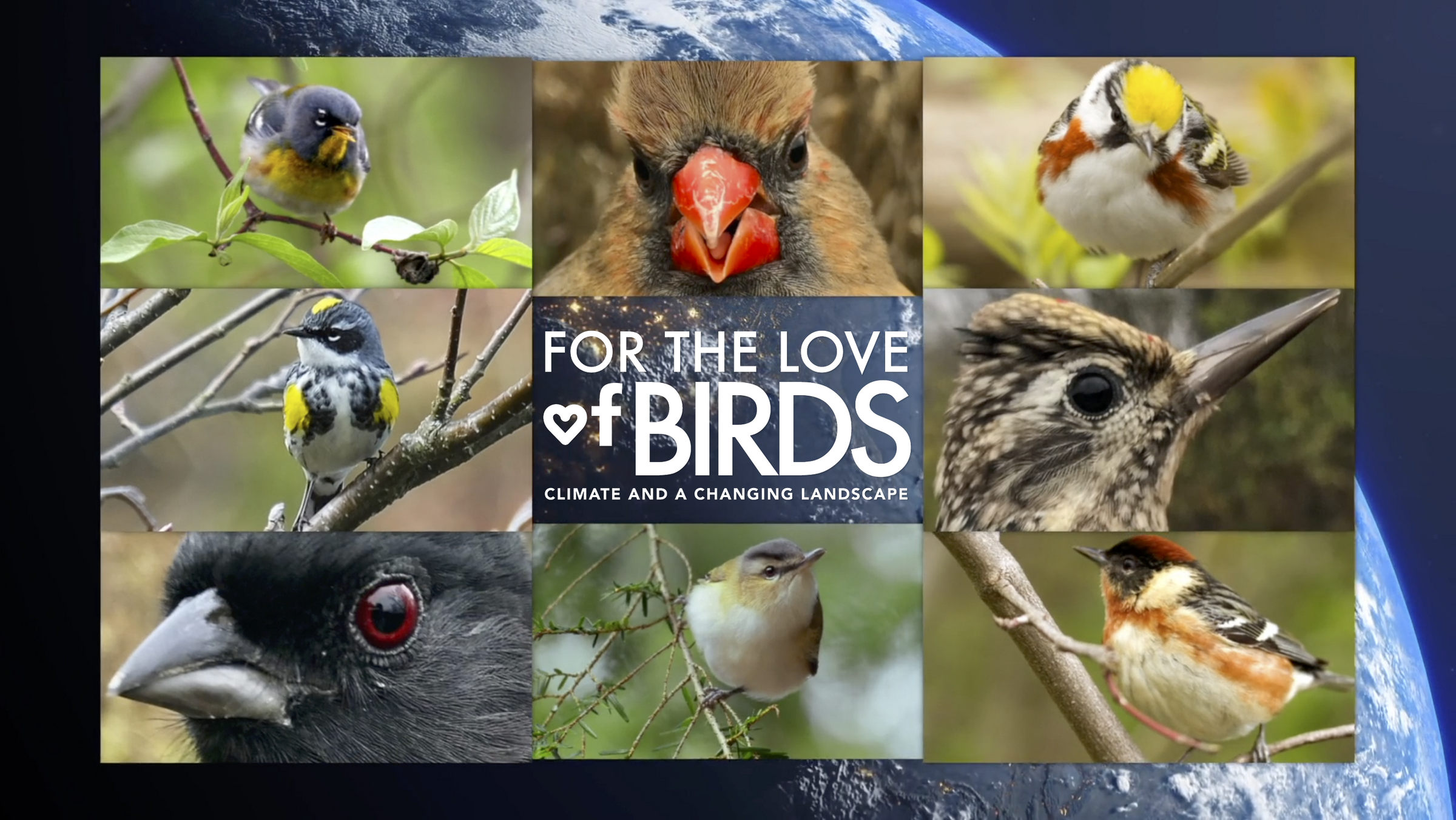 For the Love of Birds Exhibition